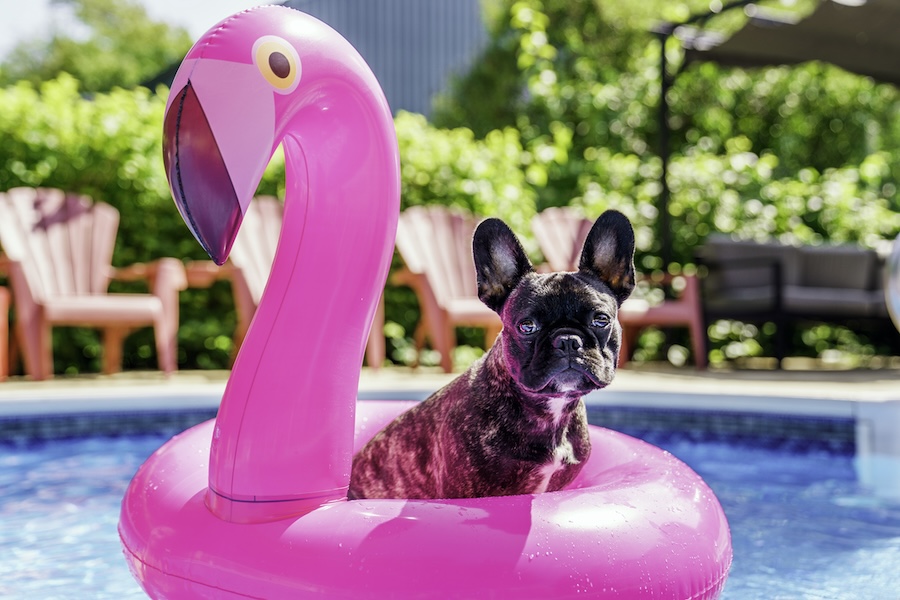 The Dog French Bulldog outside on a pool