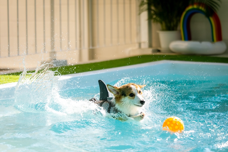 Corgi puppy wearing a swimsuit lifejacket paddling in the pool.