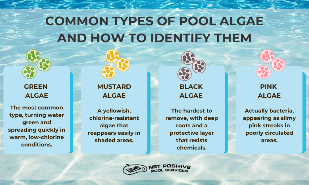 An infographic by Net Positive Pools that details different types of pool algae